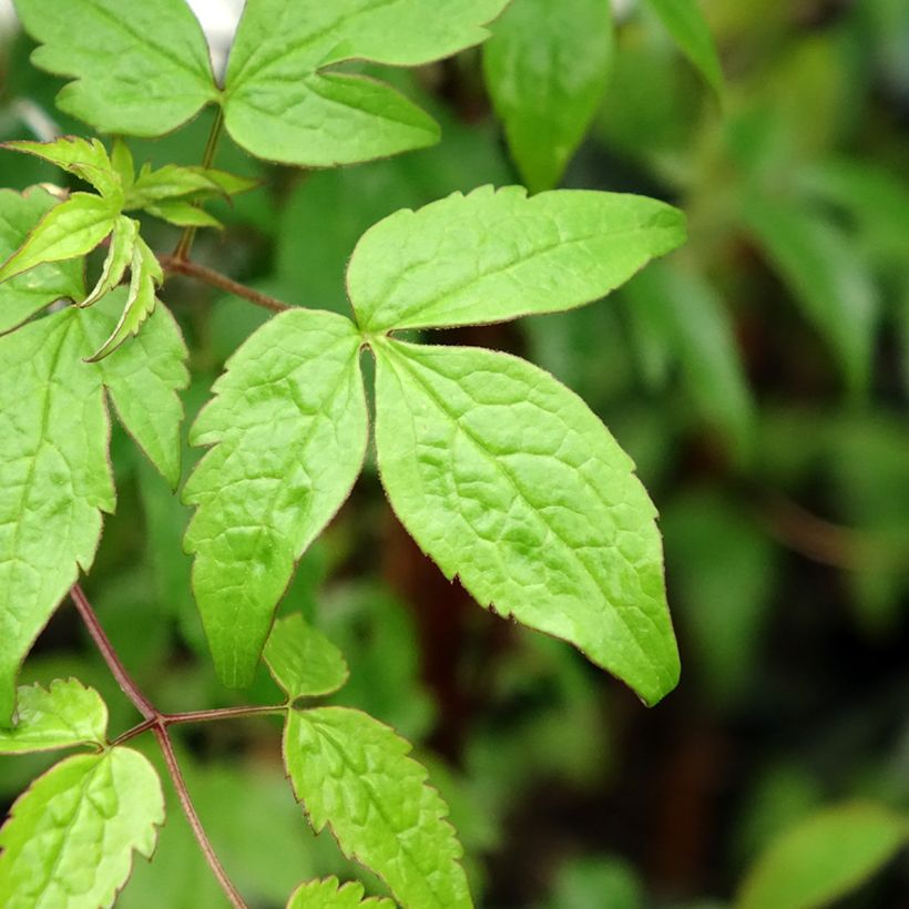 Clématite - Clematis alpina  (Foliage)