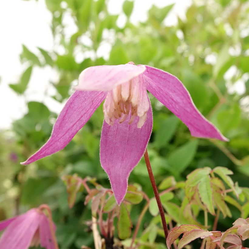 Clématite - Clematis alpina Ruby (Flowering)