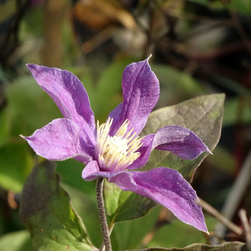 Clématite - Clematis Arabella (Flowering)