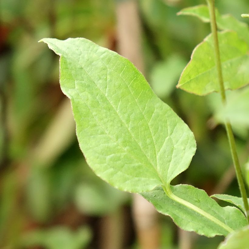 Clématite - Clematis Astra Nova (Foliage)