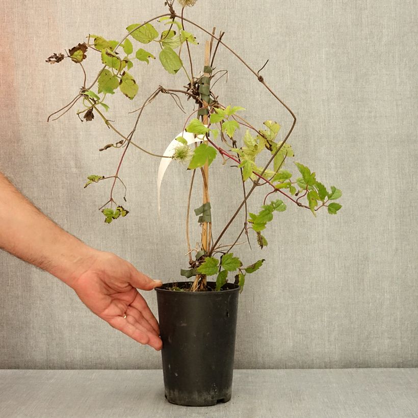 Example of Clématite - Clematis Brunette Pot de 2L/3L as you get in ete