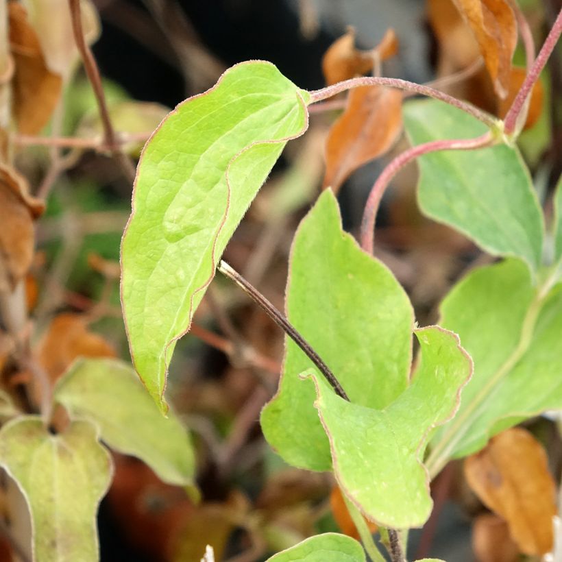 Clématite - Clematis Carnaby (Foliage)