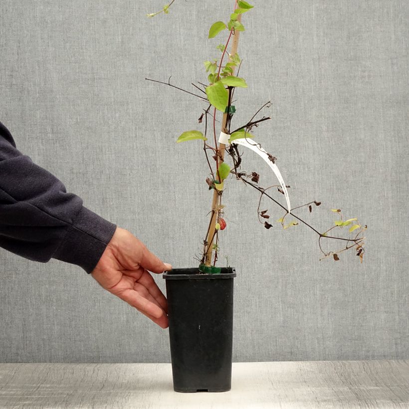 Example of Clématite - Clematis Cezanne Pot de 1,5L/2L as you get in ete