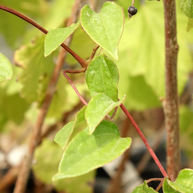Clématite - Clematis Cezanne (Foliage)