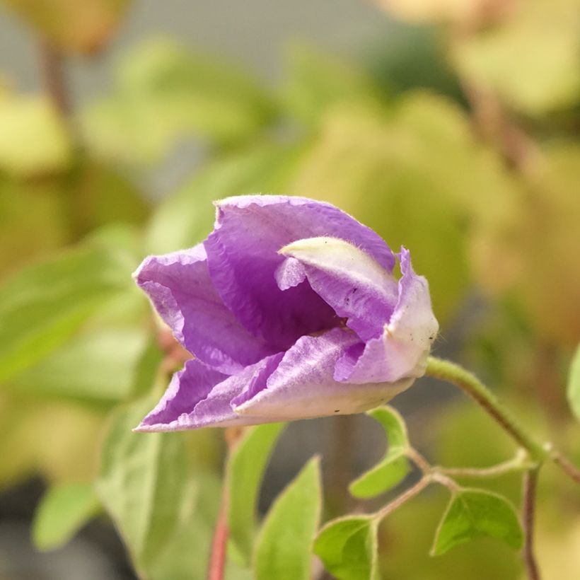 Clématite - Clematis Cezanne (Flowering)