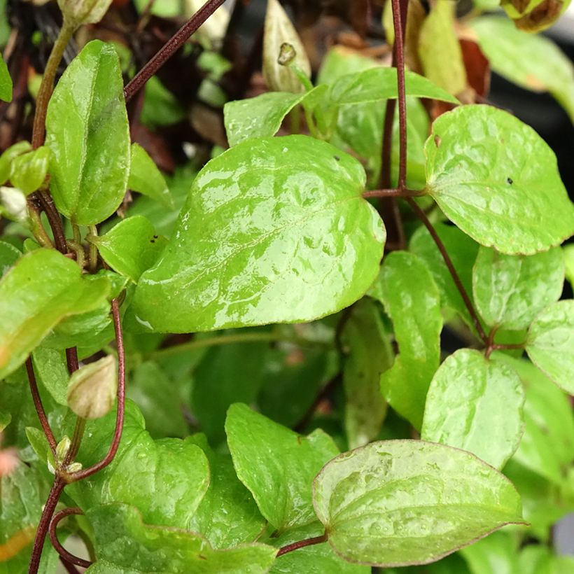 Clématite - Clematis Comtesse de Bouchaud (Foliage)