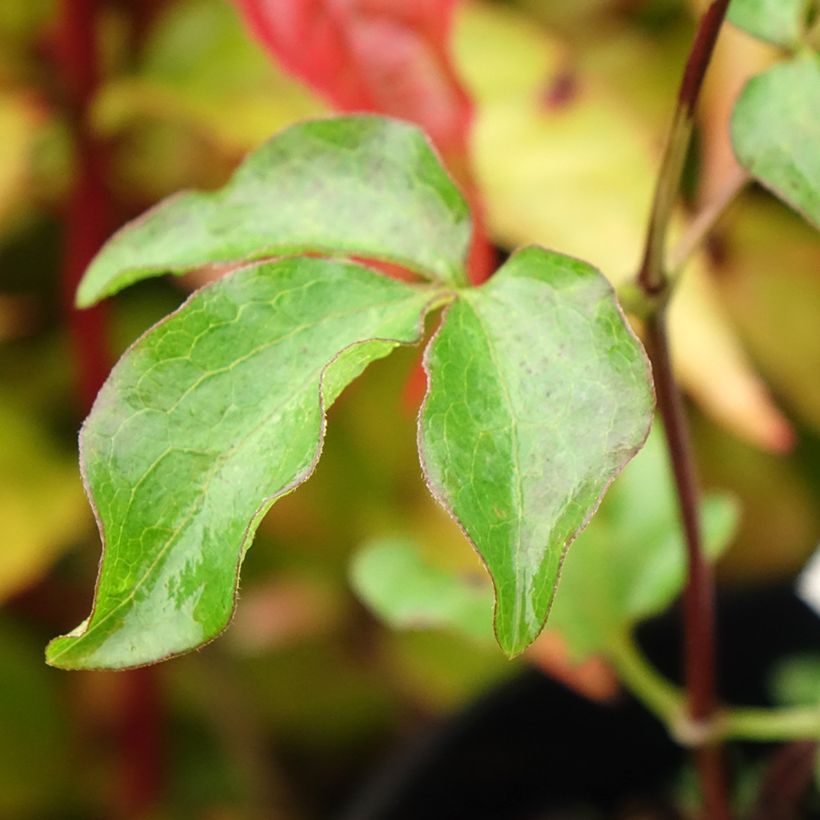 Clématite - Clematis Dancing King (Foliage)
