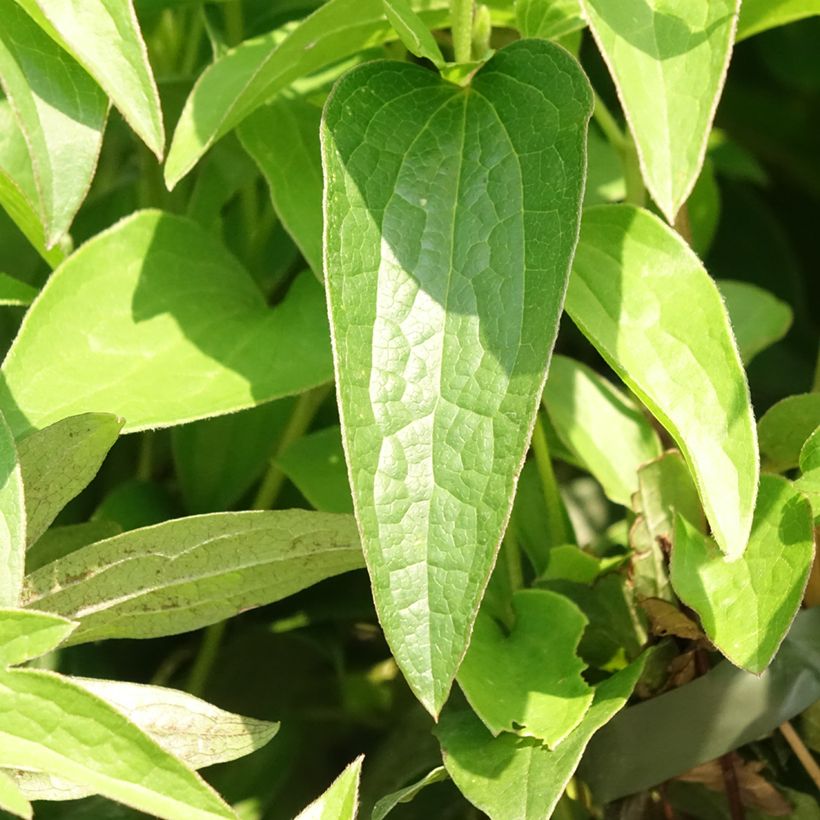 Clématite - Clematis diversifolia East River (Foliage)