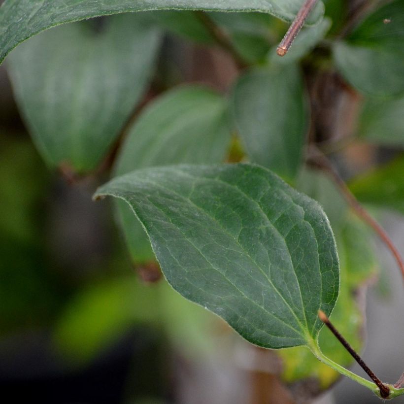 Clématite - Clematis diversifolia River Star (Foliage)