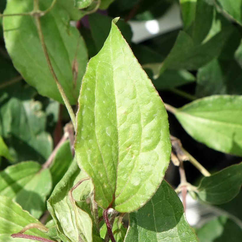 Clématite - Clematis diversifolia Stella Bella (Foliage)