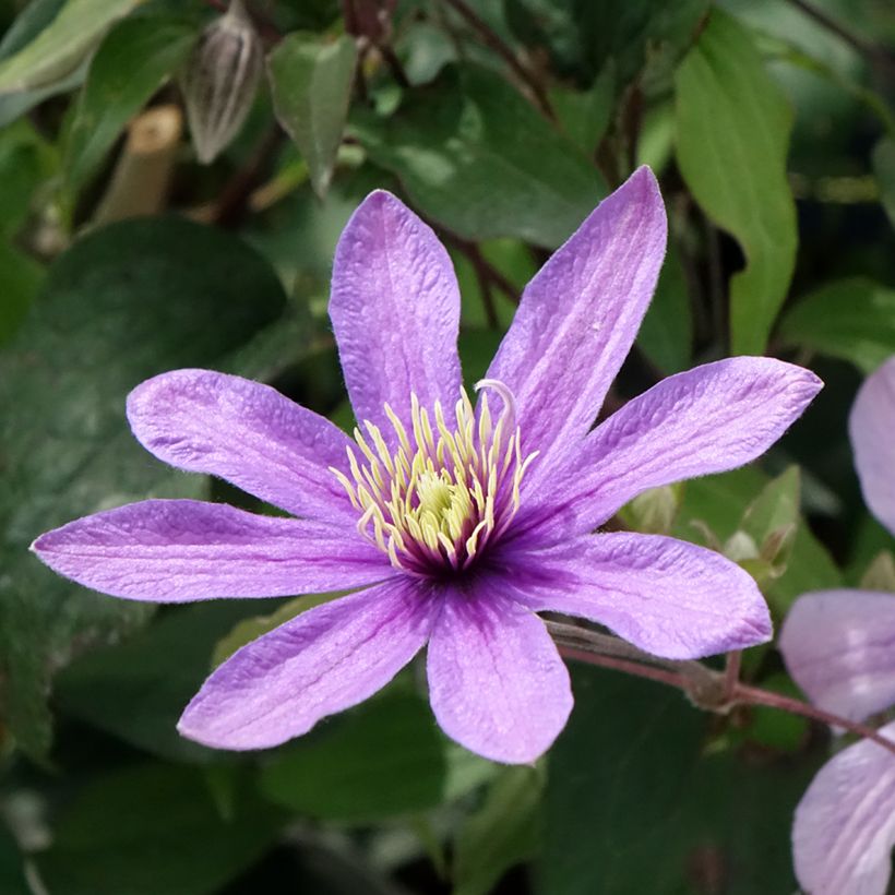 Clématite - Clematis diversifolia Stella Bella (Flowering)