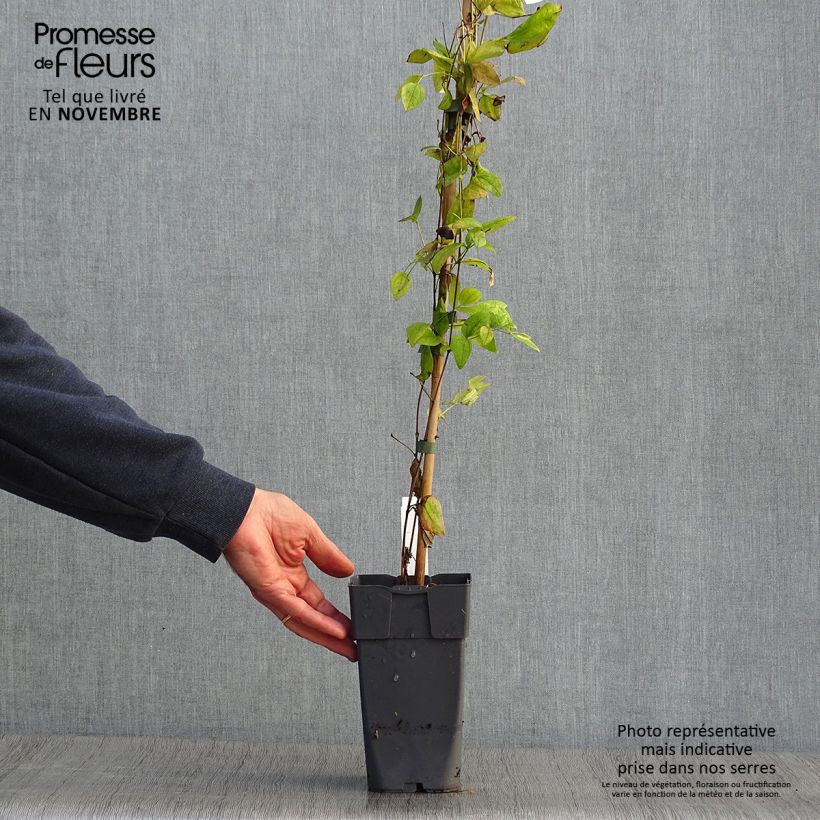 Example of Clématite - Clematis Eriostemon Pot de 2L/3L as you get in automne