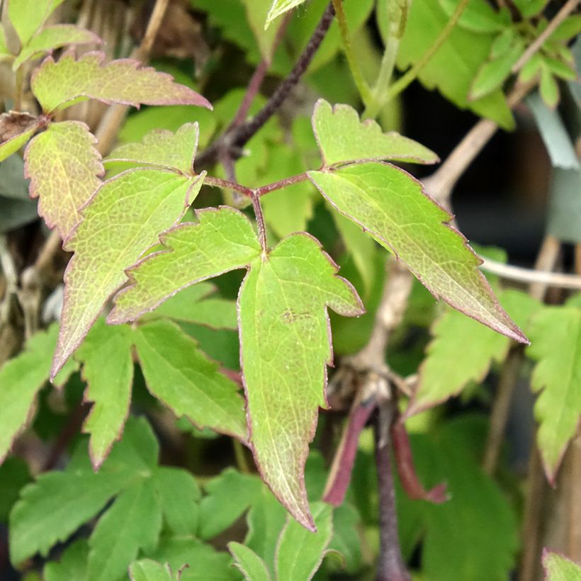 Clématite - Clematis Eximia (Foliage)