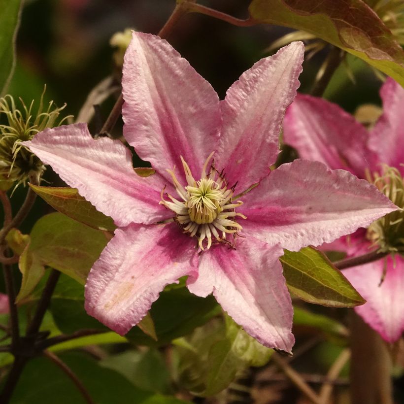 Clématite - Clematis Hanagurama (Flowering)