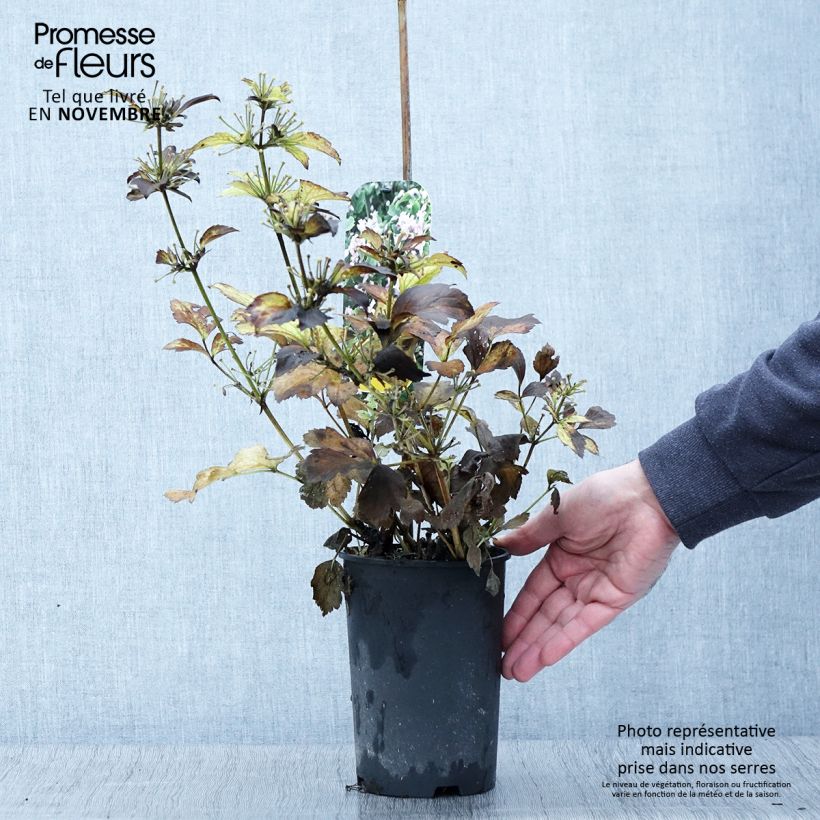 Example of Clématite - Clematis heracleifolia Pink Dwarf Pot de 2L/3L as you get in automne