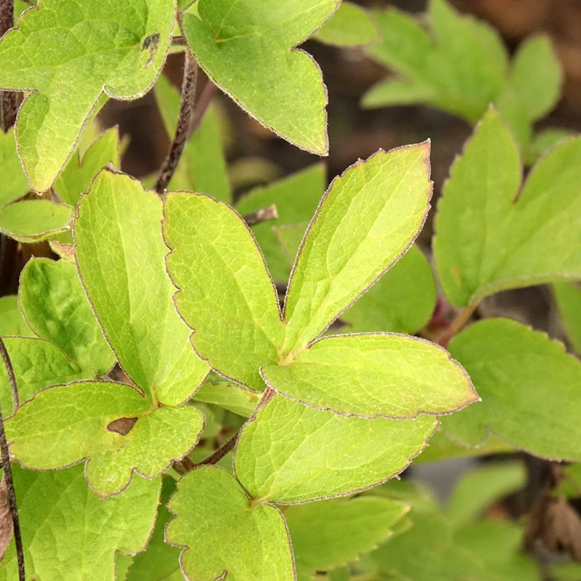 Clématite - Clematis I am Red Robin (Foliage)