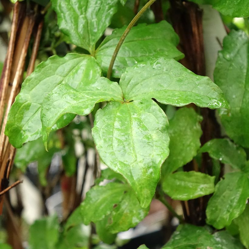 Clématite - Clematis jackmanii Purpurea (Foliage)