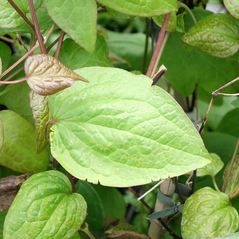 Clématite - Clematis Jenny (Foliage)