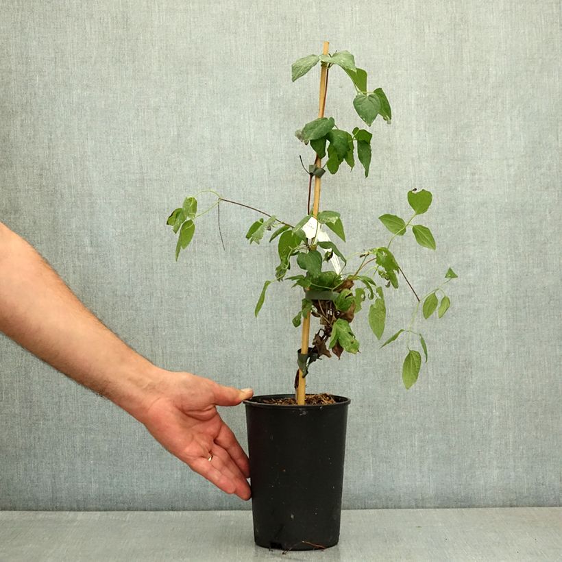 Example of Clématite - Clematis John Paul II (Jean Paul II) Pot de 2L/3L as you get in ete