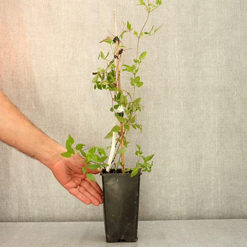 Example of Clématite - Clematis Kokonoe Pot de 1L/1,5L as you get in ete