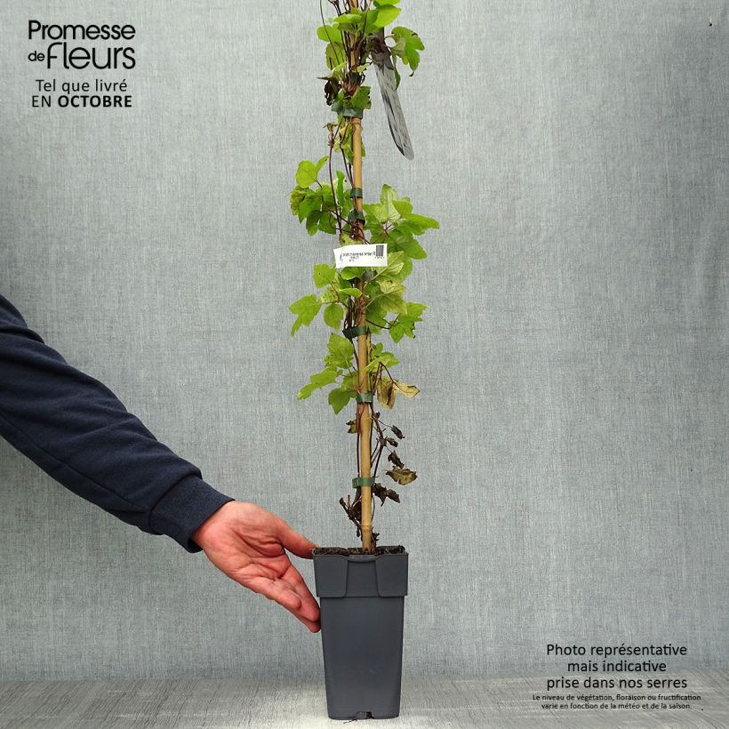 Example of Clématite - Clematis koreana Amber Pot de 2L/3L as you get in automne