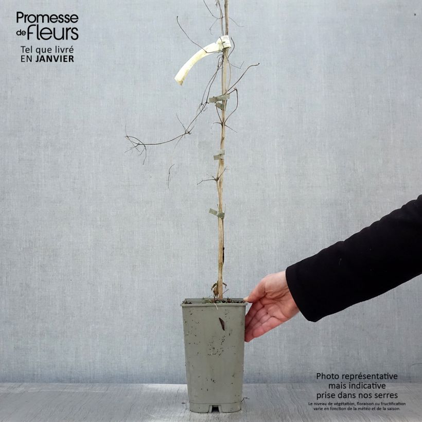 Example of Clématite Lavallée n°1 Pot de 2L/3L as you get in hiver