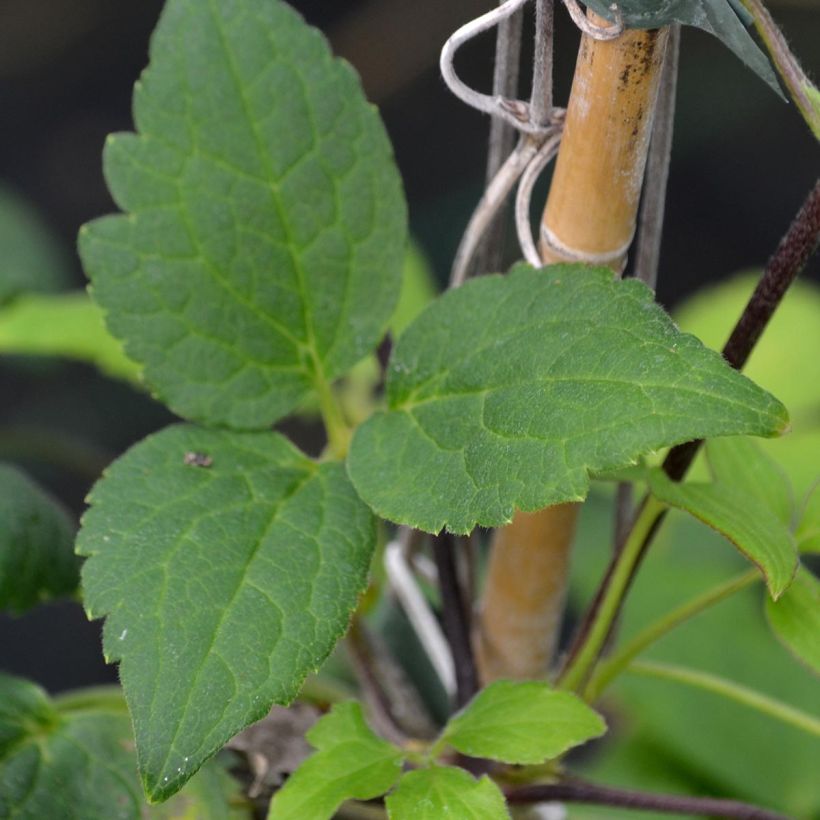 Clématite - Clematis Love Child (Foliage)