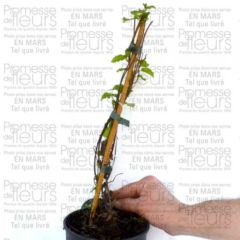 Example of Clématite - Clematis Love Child Pot de 2L/3L as you get