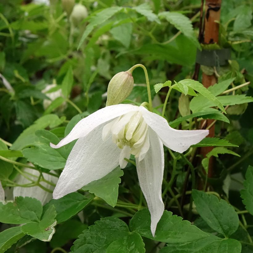 Clématite - Clematis macropetala Broughton Bride (Flowering)