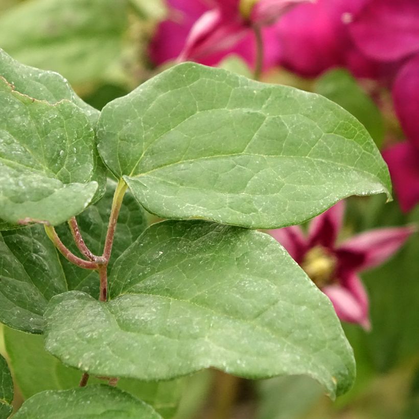 Clématite  - Clematis Madame Edouard André (Foliage)