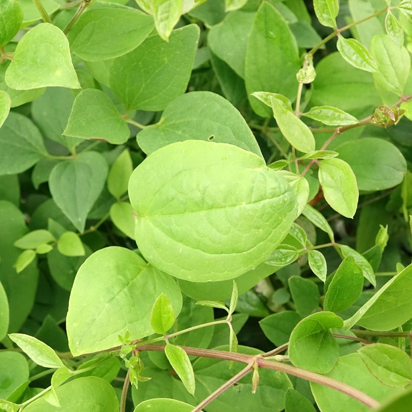 Clématite - Clematis mandshurica (Foliage)