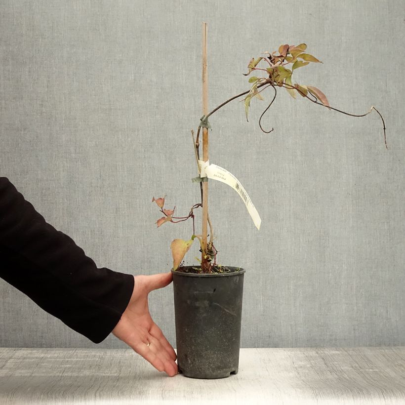Example of Clématite - Clematis montana Elisabeth Pot de 2L/3L as you get in automne