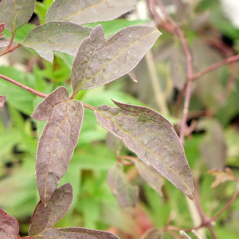 Clématite - Clematis montana Elisabeth (Foliage)