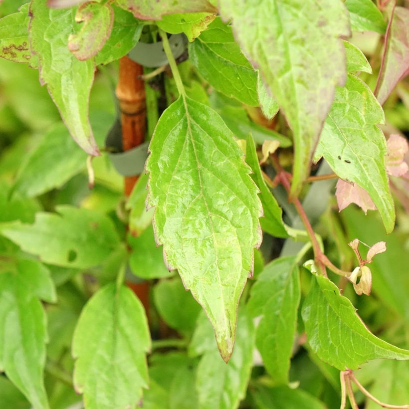 Clématite - Clematis montana Jenny Keay (Foliage)