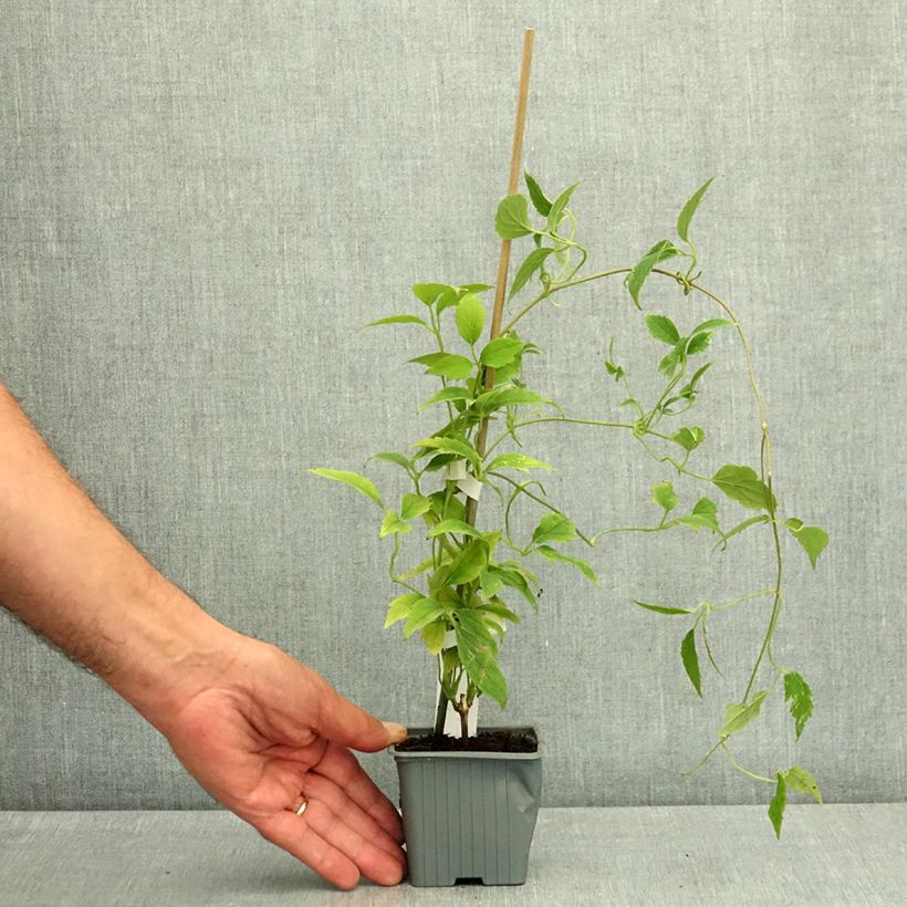 Example of Clématite - Clematis montana Marjorie Godet de 8/9 cm as you get in ete
