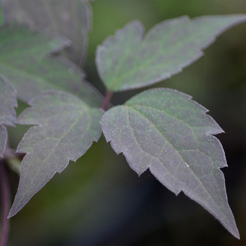 Clématite - Clematis montana Van Gogh (Foliage)