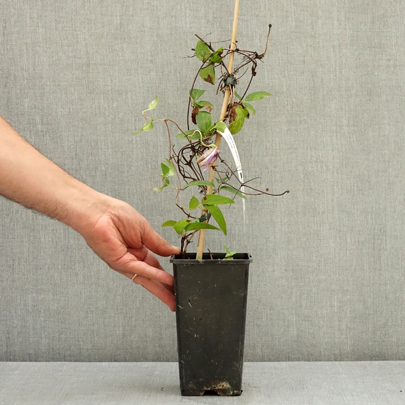 Example of Clématite - Clematis Mrs Cholmondeley Pot de 1,5L/2L as you get in ete