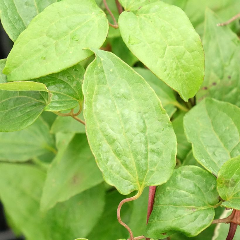 Clématite - Clematis Multi Pink (Foliage)