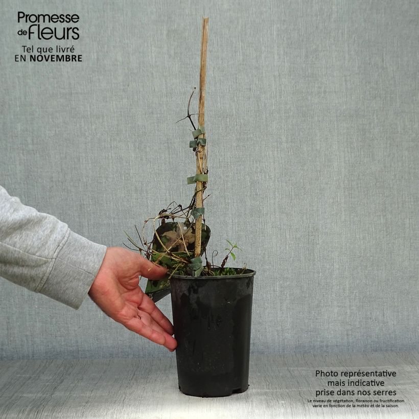 Example of Clématite -Clematis Myosotis Pot de 2L/3L as you get in automne