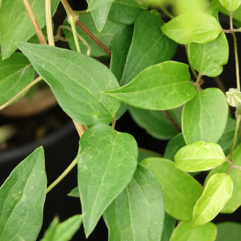 Clématite -Clematis Myosotis (Foliage)
