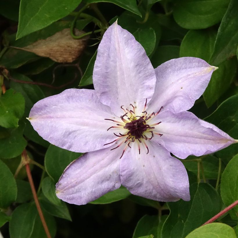 Clématite -Clematis Myosotis (Flowering)