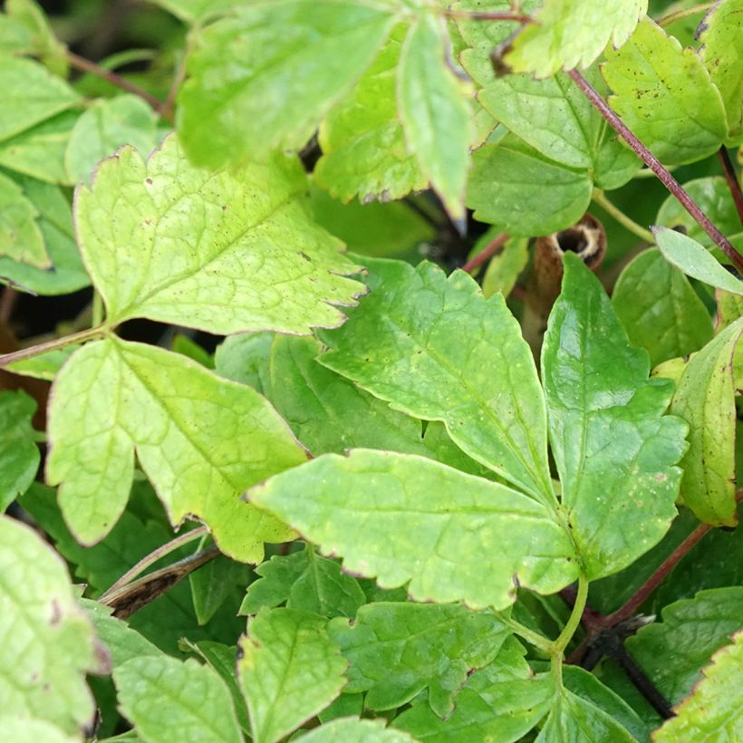 Clématite - Clematis Octopus (Foliage)