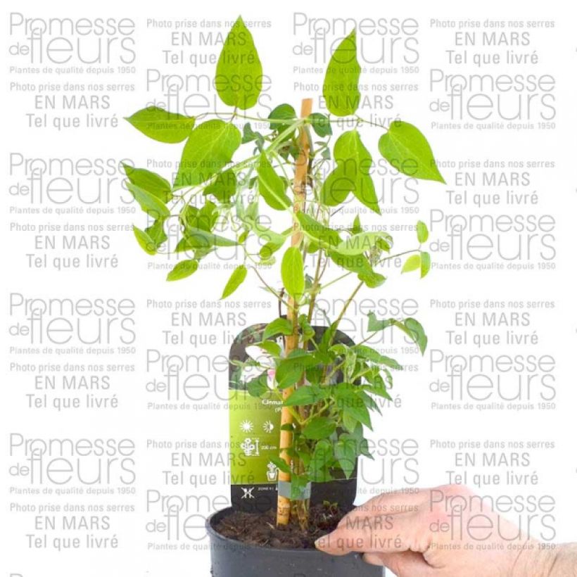 Example of Clématite - Clematis Andromeda Pot de 2L/3L as you get