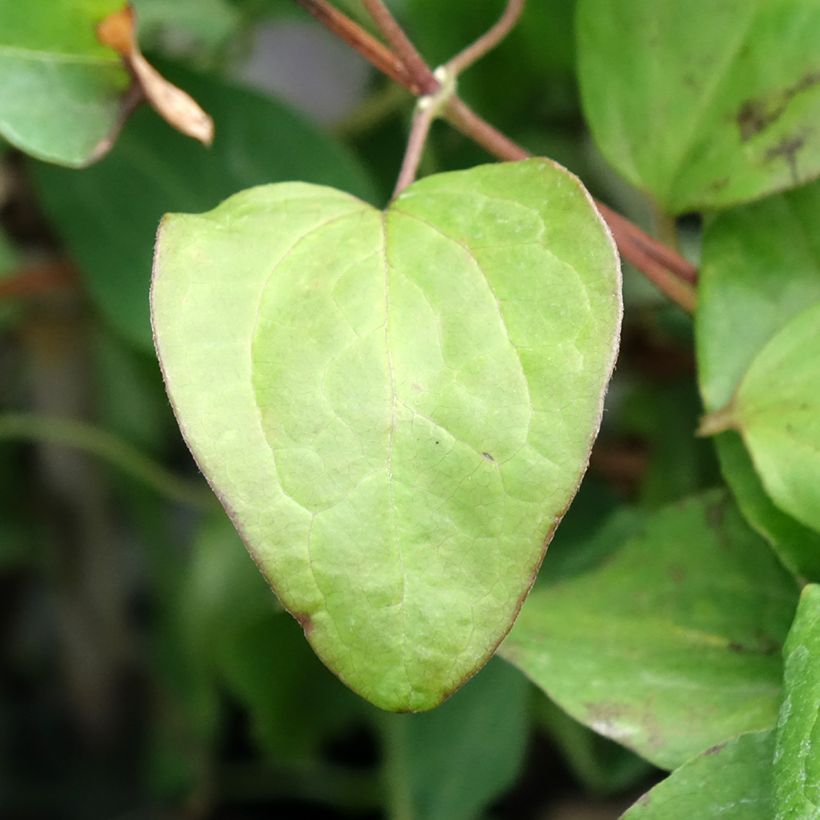 Clématite - Clematis patens Mandy (Foliage)