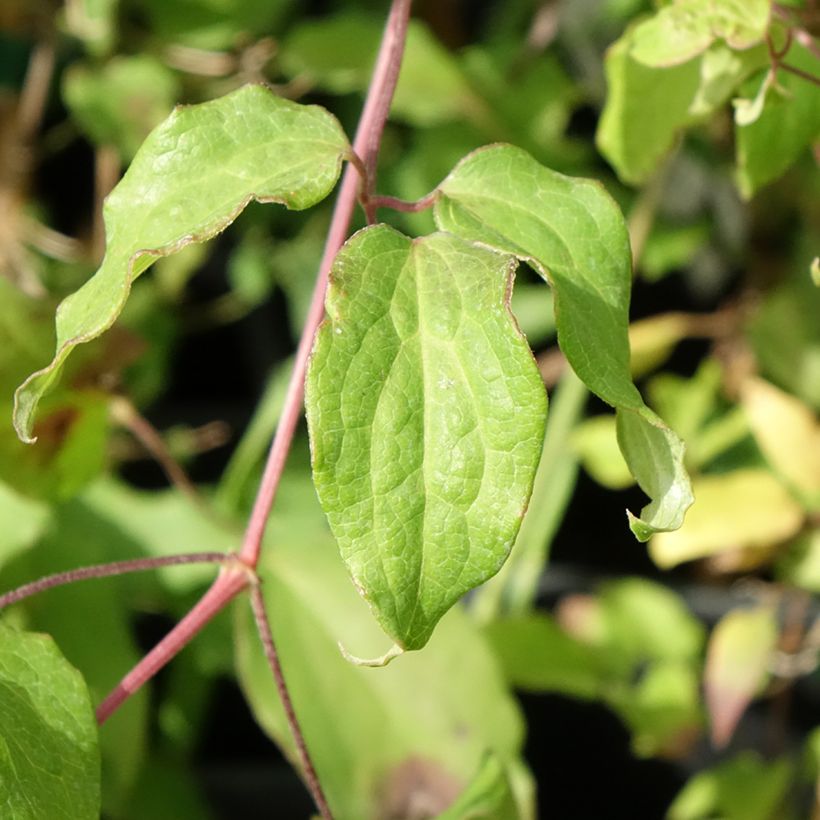 Clématite - Clematis Picardy (Foliage)