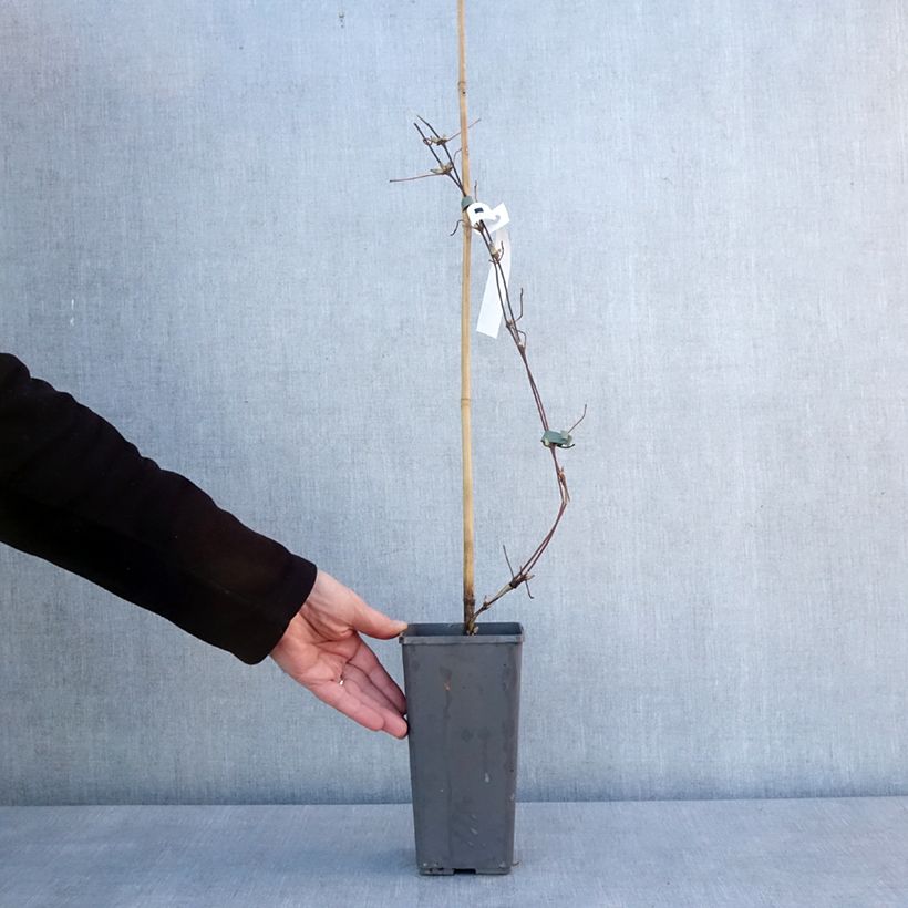 Example of Clématite - Clematis Pistachio Cake Pot de 2L/3L as you get in hiver