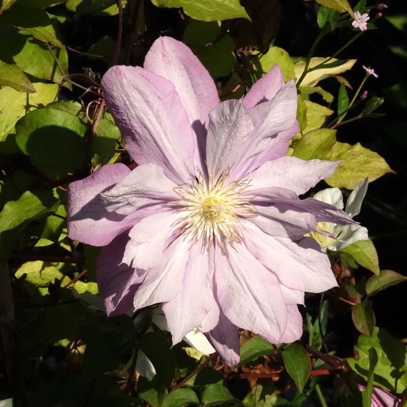 Clématite - Clematis Proteus (Flowering)