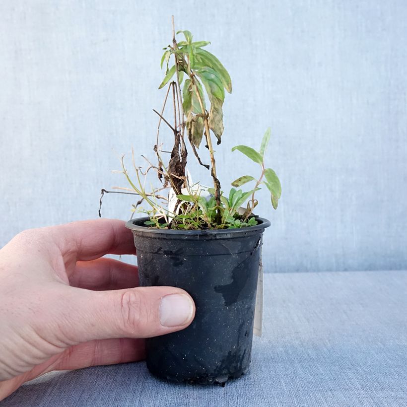 Example of Clématite - Clematis Rasputin Godet de 8/9 cm as you get in hiver