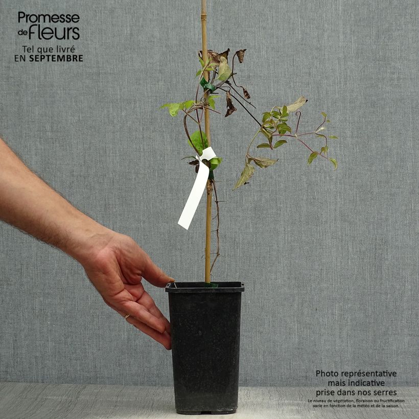 Example of Clématite - Clematis Rosamunde  Pot de 1,5L/2L as you get in automne