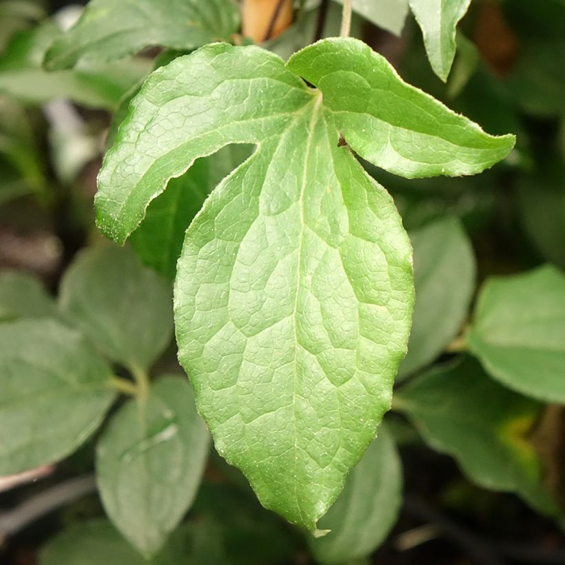 Clématite - Clematis Rosamunde  (Foliage)